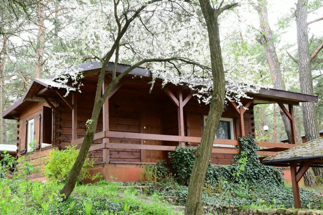 Sosnowy Domek Serpelice Zewnętrze zdjęcie